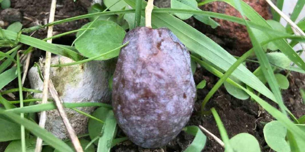 Doğanın sunduğu lezzet özenle toplanıyor! Özel Furma Zeytininde hasat heyecanı: İşlem görmeden, tazecik tüketiliyor 4